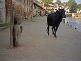Kathmandu Pashupatinath 06 Cow Walking Past 7C Half-Buried Buddha Statue Cows are sacred to Hindus and wander freely around Kathmandu. Here one wanders down between the 7th century statue of Buddha and the Bagmati River at Pashupatinath in Kathmandu.